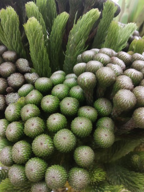 Exotical绿色花朵图片下载