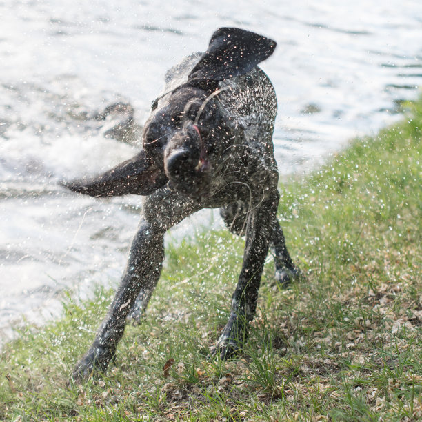 狗游完泳后抖了抖身子图片下载