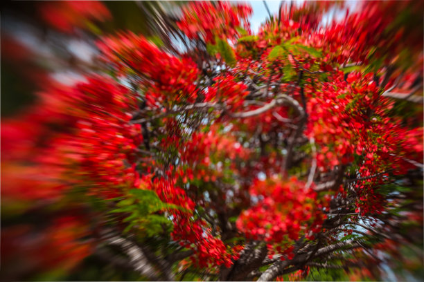 绽放的火烈鸟，一个美丽的扭曲和模糊效果图片下载