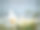 花园里有白色的秋海棠。图片下载