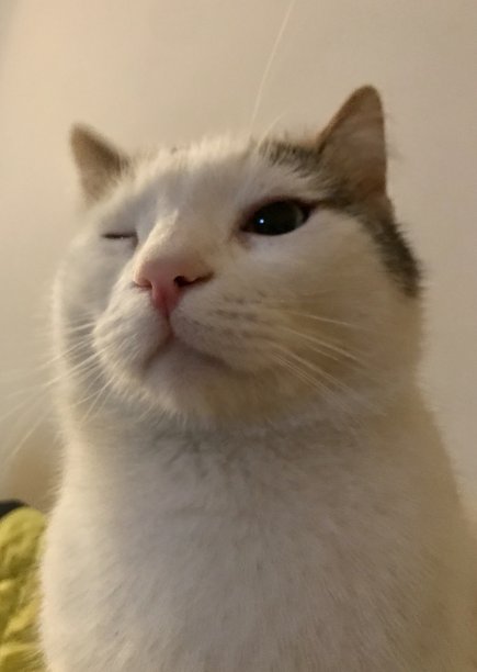 有一双漂亮眼睛的白猫图片下载