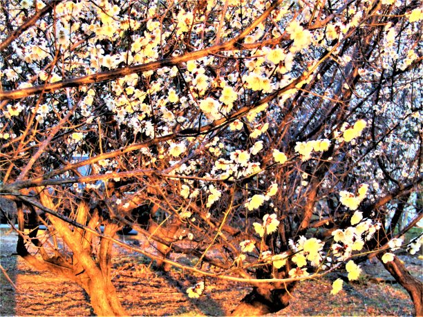 2月。日本。梅花园在初升的太阳的第一缕阳光中。图片下载