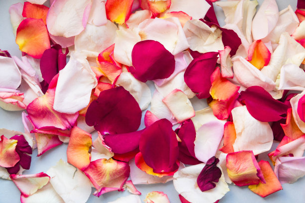 不同颜色和深浅的玫瑰花瓣散布在整个图像中。水平的照片。图片下载