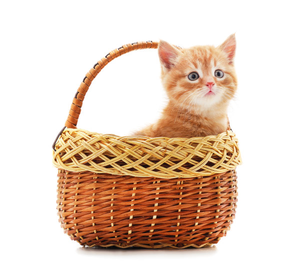 篮子里的小猫。图片下载
