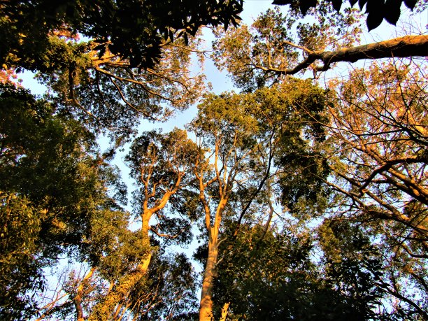 树梢沐浴着初升太阳的第一缕阳光图片下载