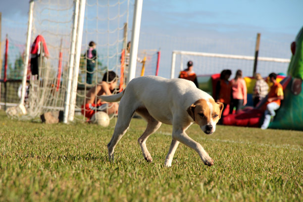 农场上的狗- 01图片下载