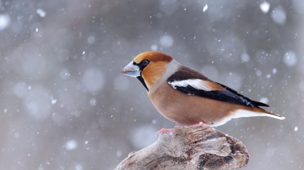 雀鸟在森林里觅食。欧洲的鸟图片下载