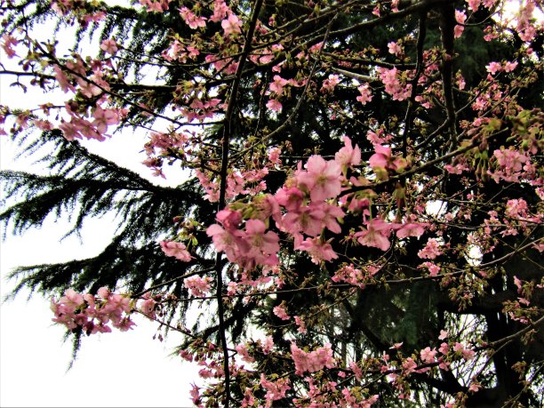 2月。日本。樱花和雪松。图片下载