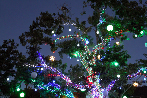 光的树图片下载