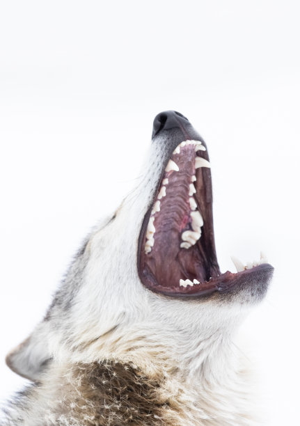 狼的嚎叫图片下载