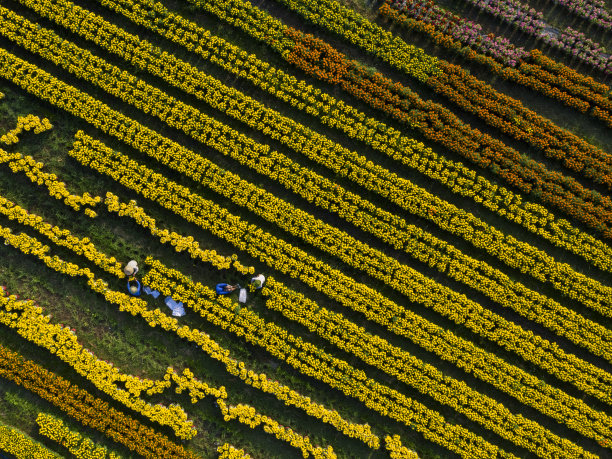 花的季节图片下载