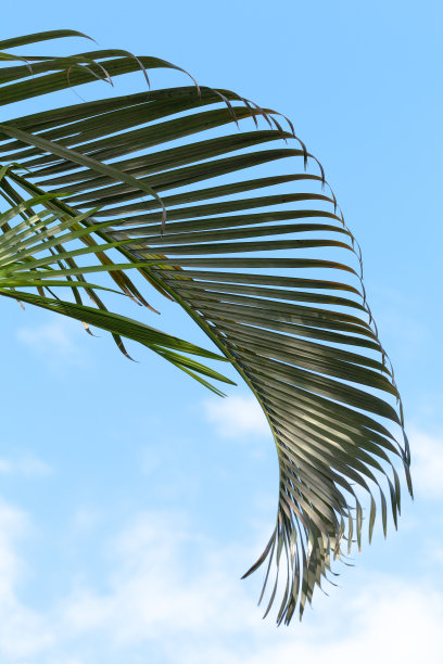 棕榈叶上方多云的蓝天背景，特写图片下载