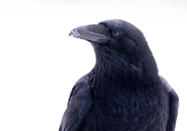 冬天里的乌鸦特写图片下载