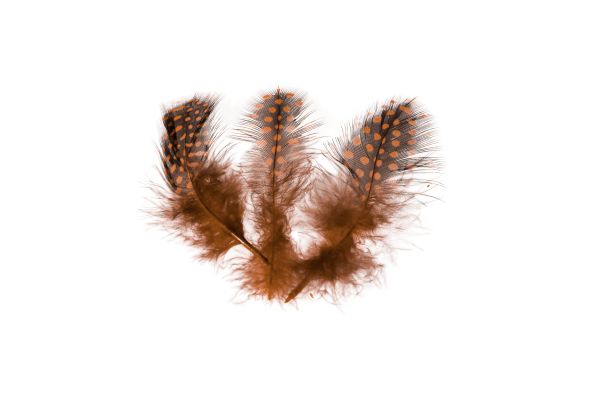 近距离观察橙色羽毛孤立在白色背景。美丽的彩色背景。图片下载