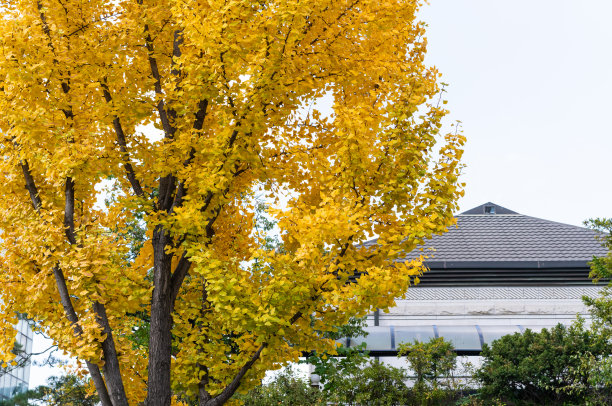 首尔美丽的秋天。背景:韩国首尔的春天。图片下载