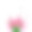 春天的文字与郁金香花。矢量插图EPS10图片下载