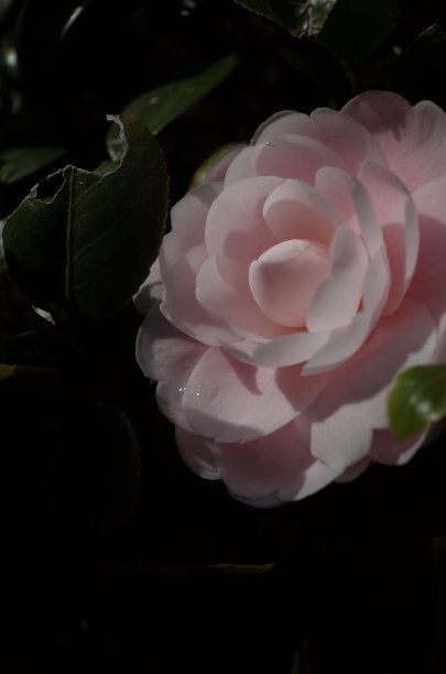 茶花-浅粉色图片下载