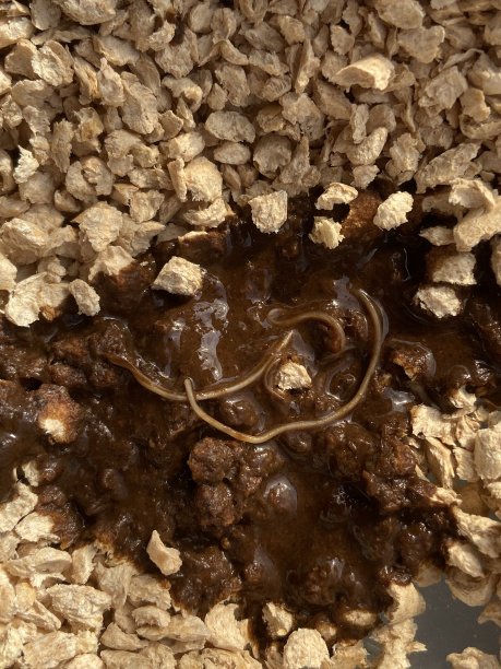 家猫粪便虫图片下载