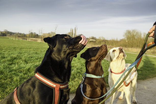三只拉布拉多狗黑色，棕色和黄色。图片下载