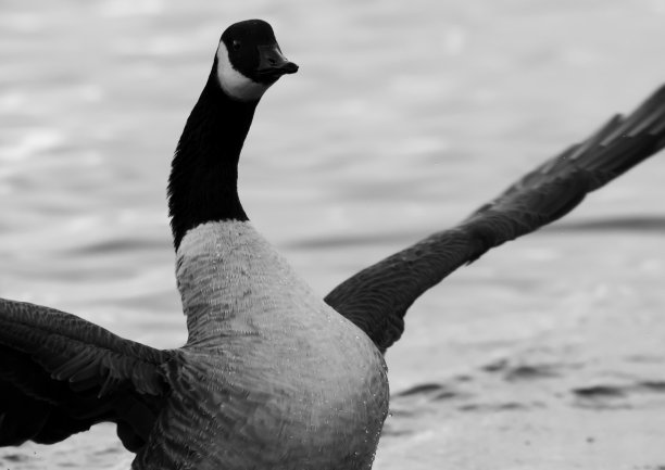 这是一只加拿大鹅在顿顿牧场黑天鹅湖水面上的黑白照片图片下载
