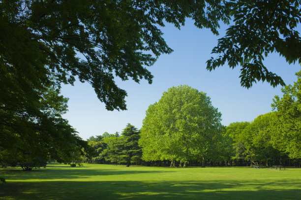 花园的草坪上图片下载