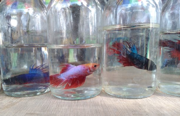 瓶子里有条鱼图片下载