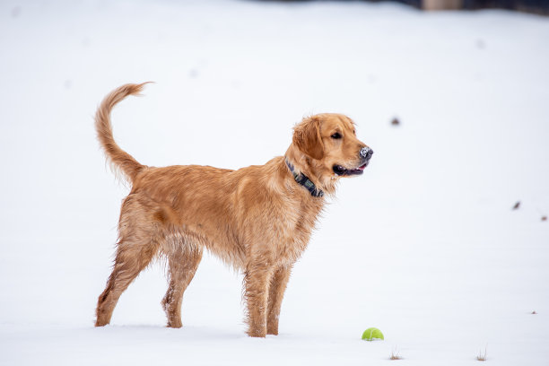 狗在雪地里，球在地上图片下载