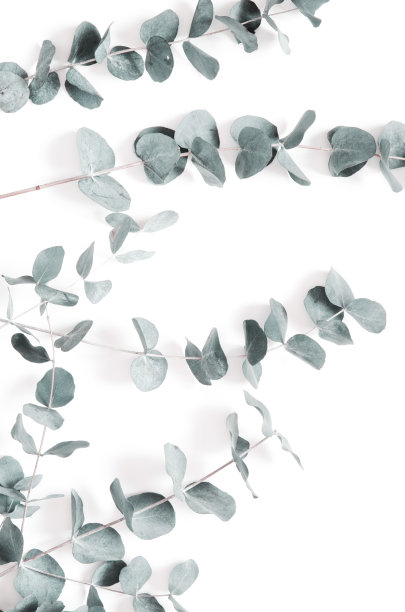 桉树的叶子在白色背景上。平躺，俯视图。——图片图片下载