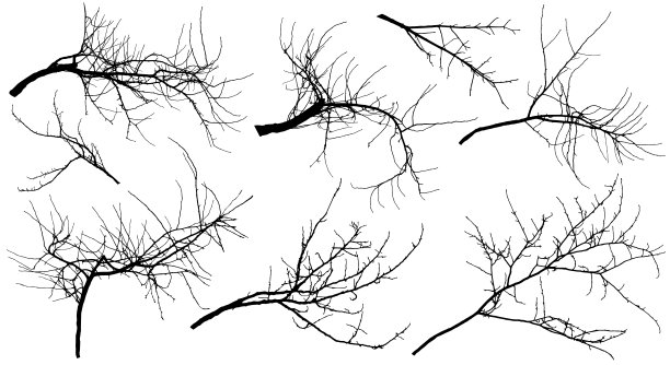 光枝不同的树木(苹果树，栗树，樱桃树，杨树等)，设置。矢量插图。图片下载