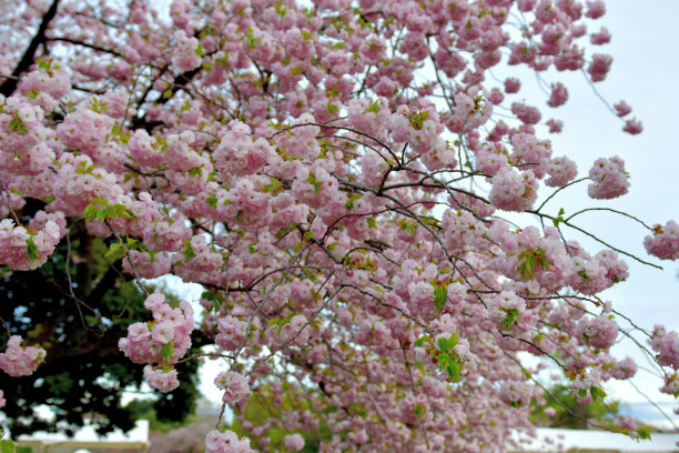重瓣樱花图片下载