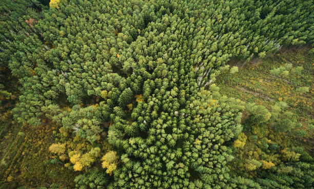 破坏森林的主题图片下载