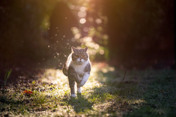 运行猫日落图片下载