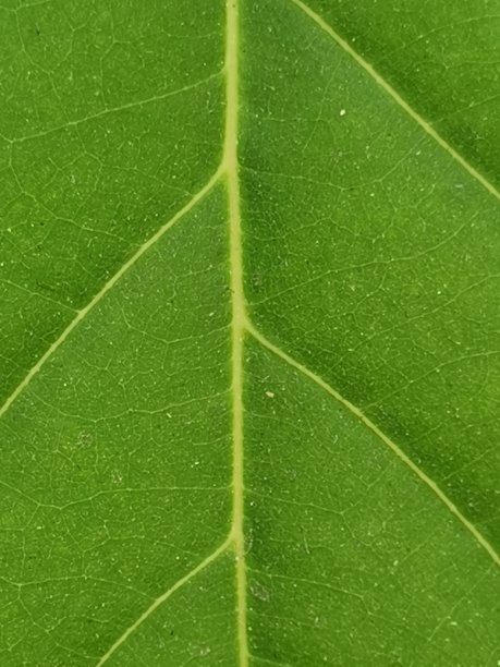 牛油果叶子的特写图片下载