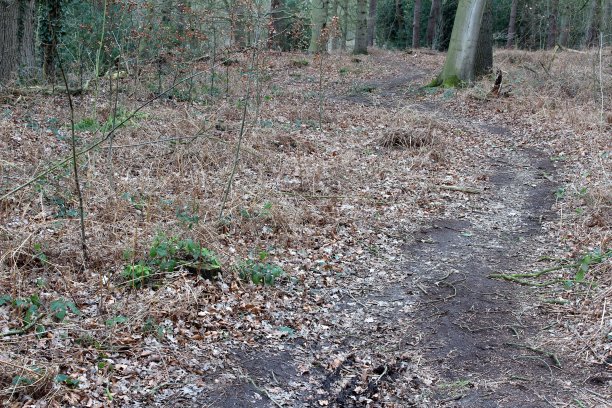 方法就是目标图片下载