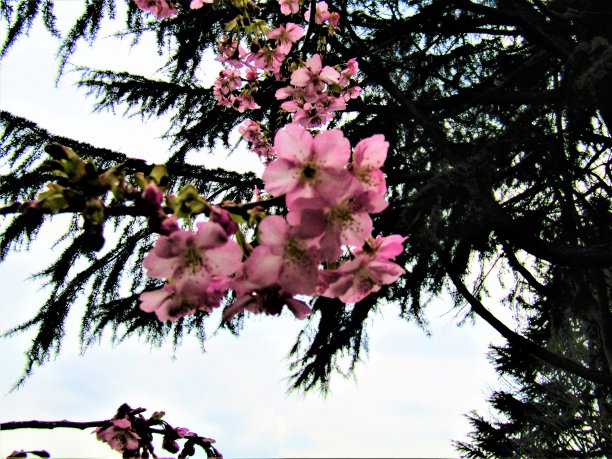 2月。日本。樱花和雪松。团聚。图片下载