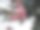 2月。日本。樱花和雪松。团聚。图片下载