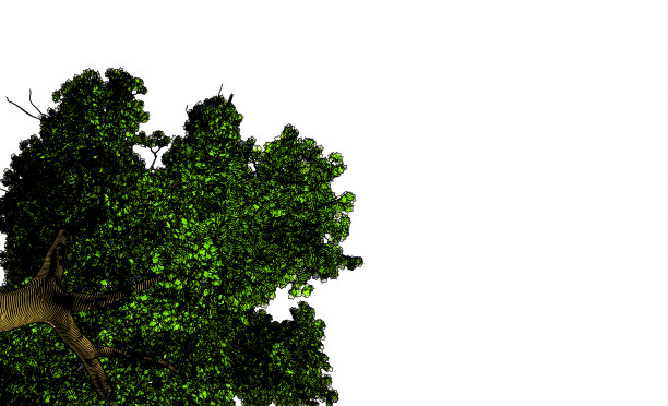 前景大树画孤立在白色BG图片下载