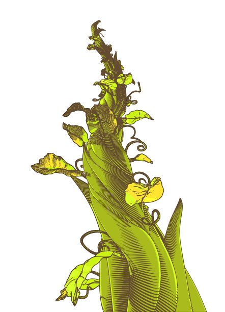 绿色绘图豆茎插图孤立在白色BG图片下载