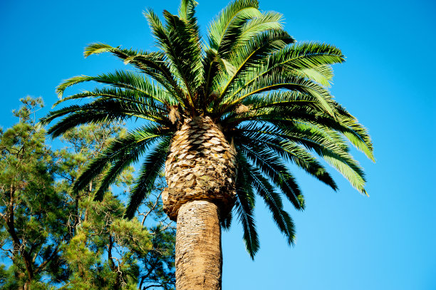 蓝天上的棕榈树图片下载