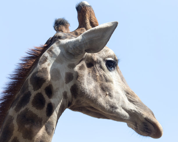 蓝色天空下长颈鹿的肖像图片下载