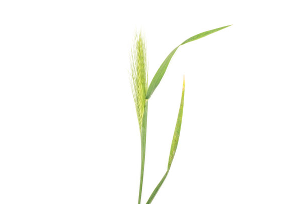 分离在白色上的新鲜绿色植物图片下载