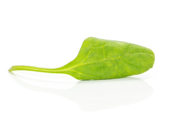 新鲜生的绿色菠菜孤立在白色图片下载