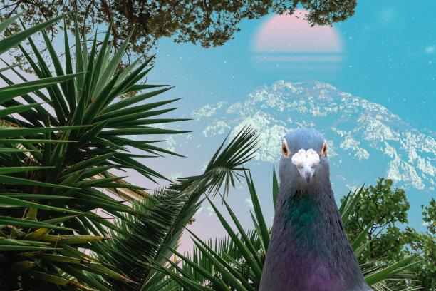 美丽抽象超现实的鸽子头在山上和热带棕榈树拼贴概念，当代色彩和情绪的社会背景。图片下载