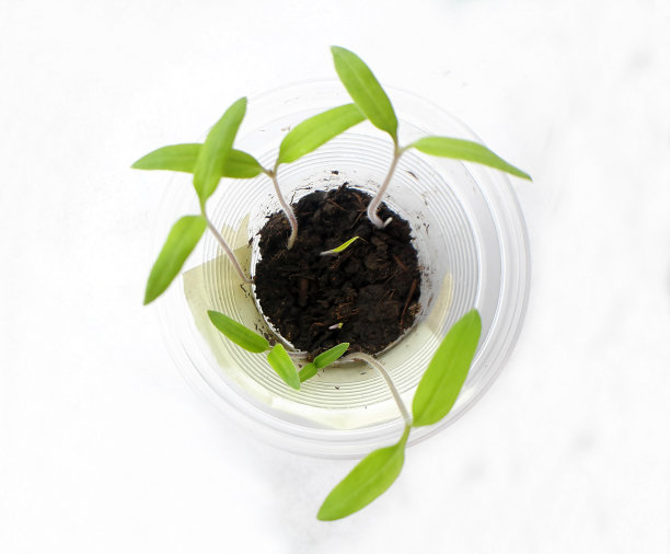 生长在白色背景上的年轻植物生长新生命的生态学概念图片下载