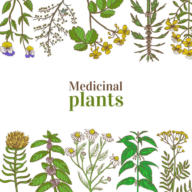 彩色模板与药用植物在手绘风格图片下载