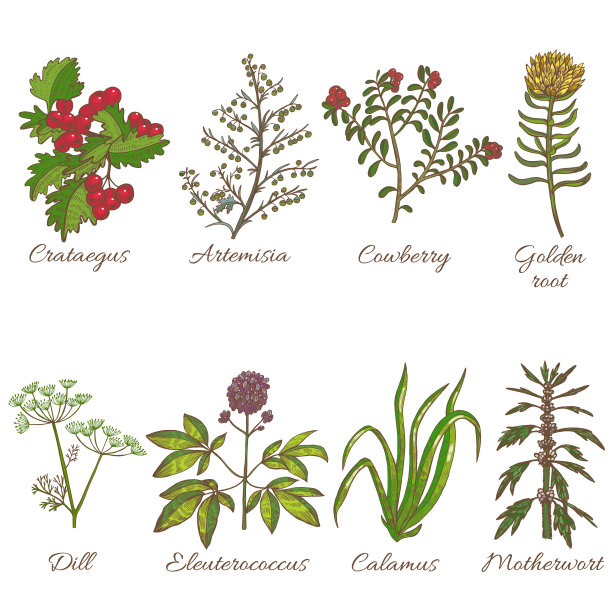 一套药用植物在手绘风格图片下载