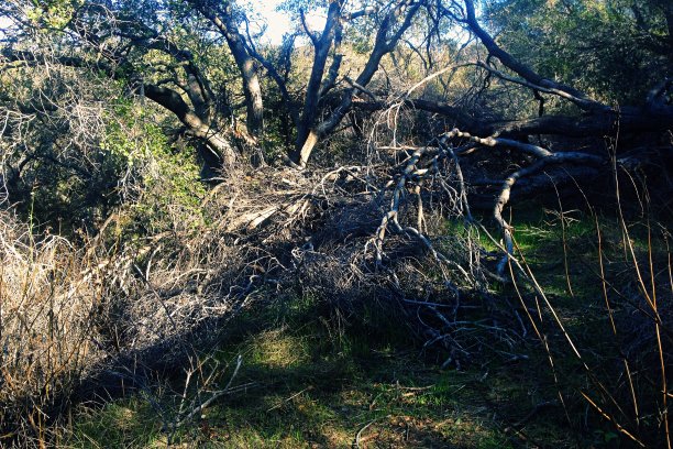 雨后倒在森林里的树干图片下载