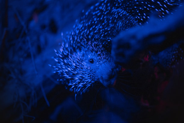 树豪猪(Coendou prehensilis)是一种鼠形啮齿目动物。图片下载