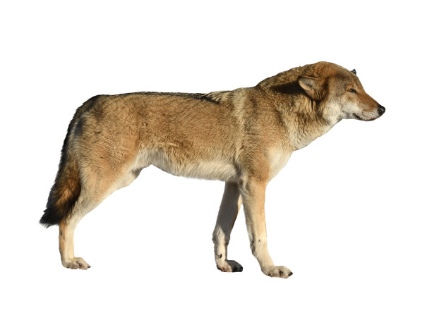 欧亚狼（Canis lupus lupus）肖像，雄性，白色背景图片下载