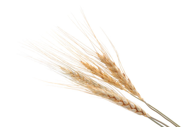 一堆谷粒。图片下载